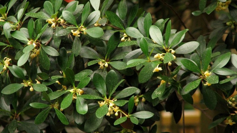Cây dược liệu cây Giang núi - Ternstroemia japonica Thunb