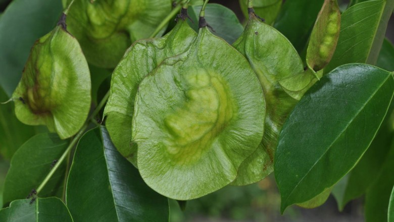 Cây dược liệu cây Giáng hương ấn - Pterocarpus indicus Willd