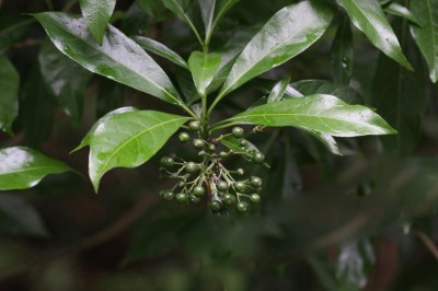 Cây dược liệu cây Giọt sành Hồng kông - Pavetta hongkongensis Bremek