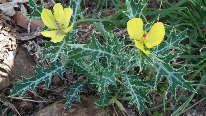 Cây dược liệu cây Gai cua, Cà gai - Argemone mexicana L