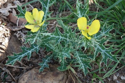 Cây dược liệu cây Gai cua, Cà gai - Argemone mexicana L