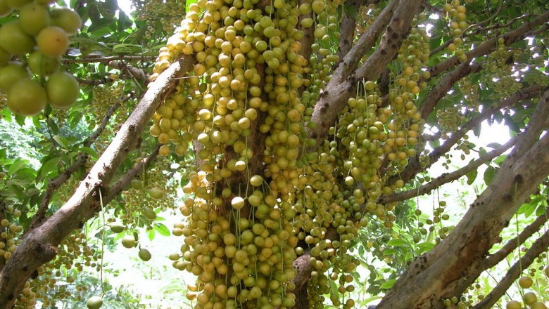 Cây dược liệu cây Giâu gia - Baccaurea ramiflora Lour. (B. sapida Muell.-Arg.)