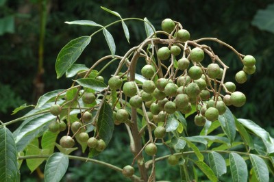 Cây dược liệu cây Giâu gia xoan - Spondias lakonensis Pierre (Allospondias lakonensis (Pierre) Stapf.)