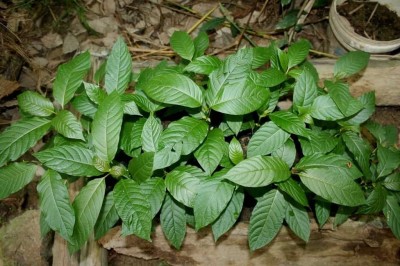 Cây dược liệu cây Giam - Mitragyna speciosa (Korth.) Havil. (M. parvifolia (Roxb.) Korth.)