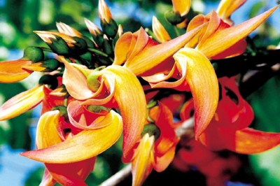 Cây dược liệu cây Giềng giềng đẹp, Huyết đằng lông- Butea superba Roxb