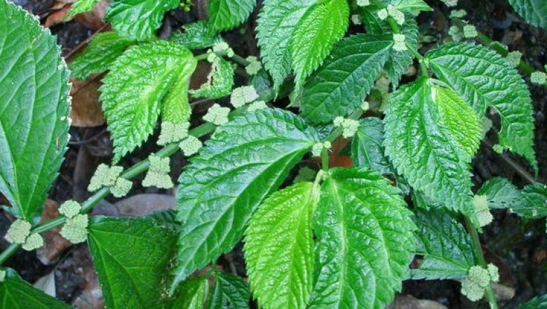 Cây dược liệu cây Giá co - Elatostemma rupestre (Ham.) Wedd