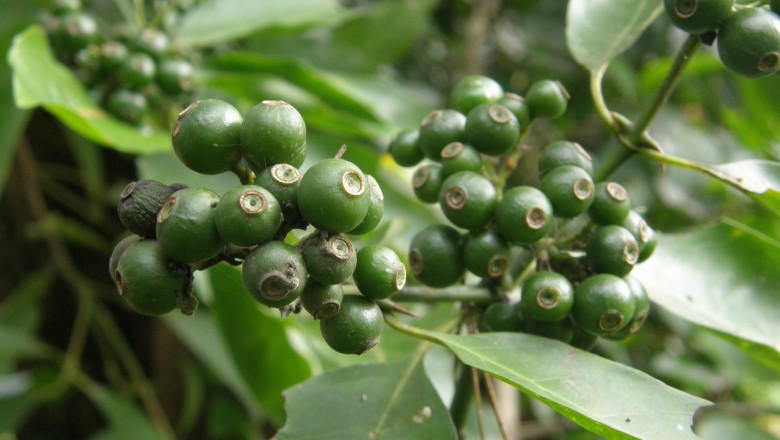 Cây dược liệu cây Găng gai cong, Mo tró, ác ó, nút - Oxyceros horrida Lour (Randia horrida (Lour.) Schum)