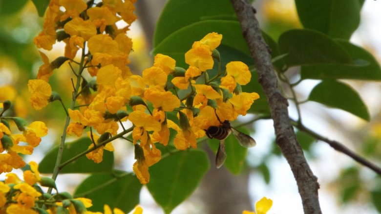Cây dược liệu cây Giáng hương, Giáng hương quả to - Pterocarpus macrocarpus Kurz