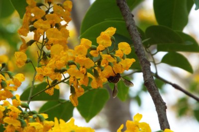 Cây dược liệu cây Giáng hương, Giáng hương quả to - Pterocarpus macrocarpus Kurz