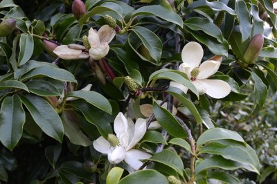 Cây dược liệu cây Giổi, giổi Ford - Manglietia fordiana (Hemsl.) Oliv