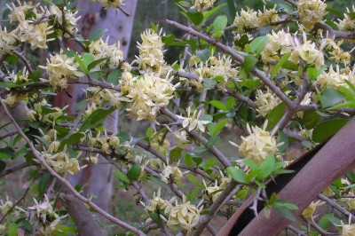 Cây dược liệu cây Găng chụm - Fagerlindia fasciculata (Roxb.) Tirving (Randia fasciculata DC.)