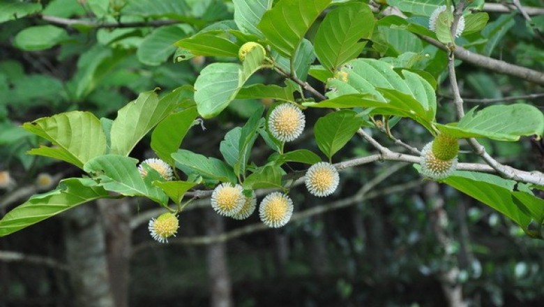 Cây dược liệu cây Gáo vàng - Nauclea orientalis (L.) L. (Sarcocephulus coadunata (Roxb. exem Sm.) Druce)