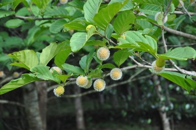 Cây dược liệu cây Gáo vàng - Nauclea orientalis (L.) L. (Sarcocephulus coadunata (Roxb. exem Sm.) Druce)