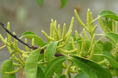 Cây dược liệu cây Giá - Excoecaria agallocha L