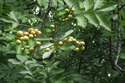 Cây dược liệu cây Gội, Gội gác, Gội trắng- Aphanamixis grandifolia Blume