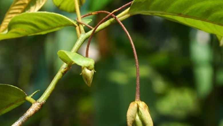 Cây dược liệu cây Giẻ Nam bộ, Chập chại, Hoa dẻ lông đen - Desmos cochinchinensis Lour