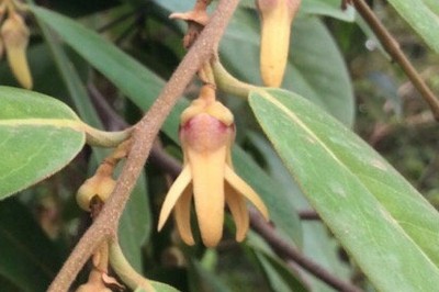 Cây dược liệu cây Giền, Giền đỏ, Sai, Mạy sản săn - Xylopia vielana Pierre