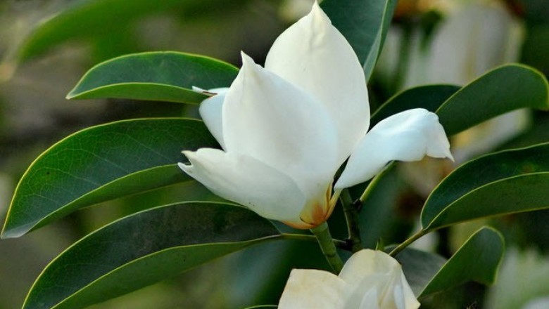 Cây dược liệu cây Giổi tanh, Giổi xanh, Sứ trung - Michelia mediocris Dandy