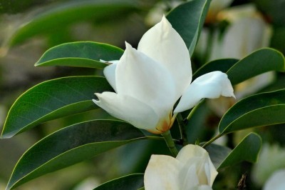 Cây dược liệu cây Giổi tanh, Giổi xanh, Sứ trung - Michelia mediocris Dandy