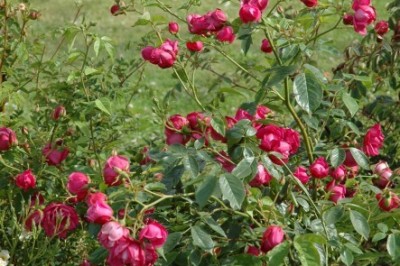 Cây dược liệu cây Hoa hồng - Rosa chinensis Jacq