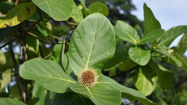 Cây dược liệu cây Gáo không cuống, Gáo vàng, Mít ma, Bàng nâu - Neonauclea sessilifolia (Hook.f.) Merr (Adina sessilifolia Hook.f)