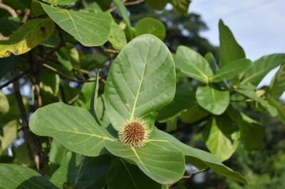 Cây dược liệu cây Gáo không cuống, Gáo vàng, Mít ma, Bàng nâu - Neonauclea sessilifolia (Hook.f.) Merr (Adina sessilifolia Hook.f)