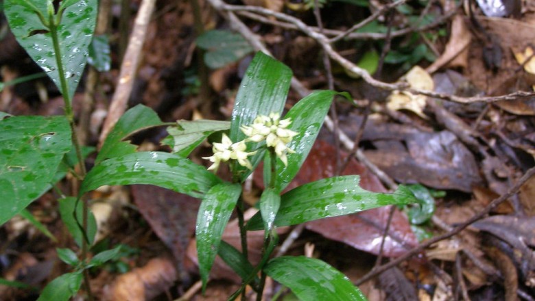 Cây dược liệu cây Lan đất bông ngắn - Tropidia curculigoides Lindl