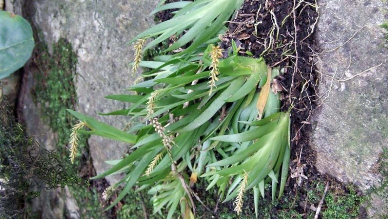 Cây dược liệu cây Lan quạt dẹt, Móng rùa lá bắc dài - Oberonia longibracteata Lindl