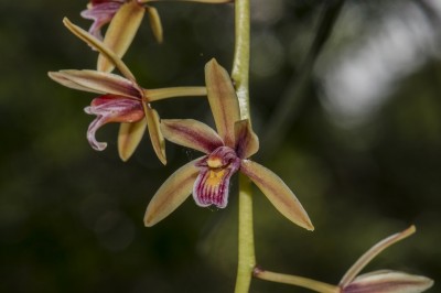 Cây dược liệu cây Lan lô hội, Đoản kiếm lô hội - Cymbidium aloifolium (L.) Sw