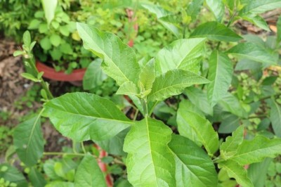 Tác dụng chữa bệnh của cây Lá đắng (tên thường gọi lá mật gấu) theo Bs Trần Văn Năm