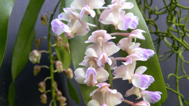 Cây dược liệu cây Lan giáng hương, Giáng xuân - Aerides falcata Lindl