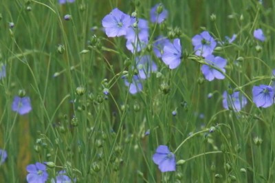 Cây dược liệu cây Lanh - Linum usitatissimum L