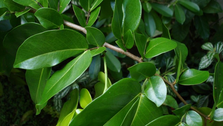 Cây dược liệu cây Lá lụa, Mót - Cynometra ramilflora L