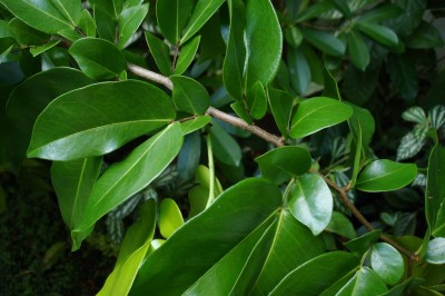 Cây dược liệu cây Lá lụa, Mót - Cynometra ramilflora L