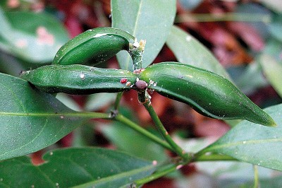 Cây dược liệu cây Lài trâu núi Lu - Tabernaemontana luensis Pierre ex Pit. (T. sralensis Pierre ex Pit)