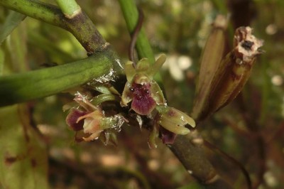 Cây dược liệu cây Lan san hô, Kim thoa - Luisia morsei Rolfe