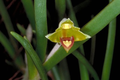 Cây dược liệu cây Lan len rách, Nỉ lan tả tơi - Eria pannea Lindl