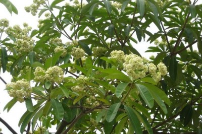 Tác dụng chữa bệnh tuyệt vời của cây hoa sữa mà ít người biết đến