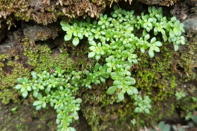 Cây dược liệu cây Lăn tăn - Pilea microphylla Liebm