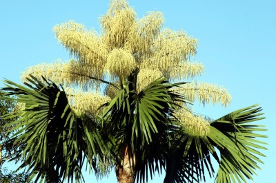 Cây dược liệu cây Lá buông cao, Lá buông đỏ - Corypha umbraculifera L. (C.elata Roxb)