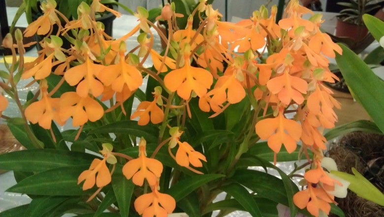 Cây dược liệu cây Lan cò môi đỏ, Thích hứng bù - Habenaria rhodoecheila Hance