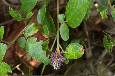 Cây dược liệu cây Lạc địa, Thóc lép lá xoan - Desmodium heterocarpon (L.) D.C ssp. ovalifolium (Prain) Ohashi (D.ovalifolium Wall ex Merr.)
