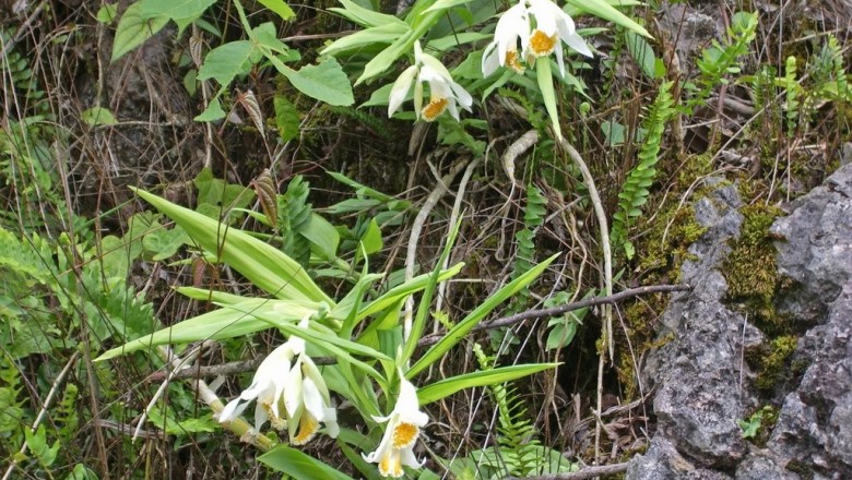 Cây dược liệu cây Lan bạch hạc, Hạc đính trắng - Thunia alba (Lintll.) Rclili f