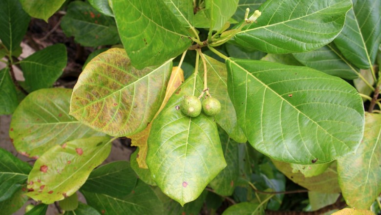 Cây dược liệu cây Lâm bòng - Guettarda speciosa L
