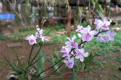 Cây dược liệu cây Lan tóc tiên - Holcoglossum amesianum (Rchb.f.) Christenson (Vanda amesiana Rchb.f)