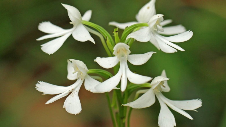 Cây dược liệu cây Lan cò răng - Habenaria dentata (Sw.) Schltr
