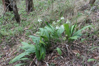 Cây dược liệu cây Lan đất hoa trắng, Bò cạp, Kiều hoa xếp ba - Calanthe triplicata (Willem.) Ames (C.veratrifolia (Willd) Ker Gawl)