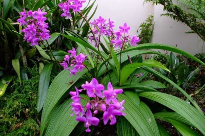 Cây dược liệu cây Lan cau tím, Cau diệp, Chu đinh lan - Spathoglottis plicata Blume