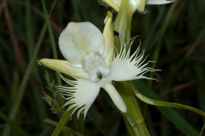 Cây dược liệu cây Lan đầu rồng, Bạch phượng - Pecteilis susannae (L.) Raf (Habenaria susannae (L) R.Br)
