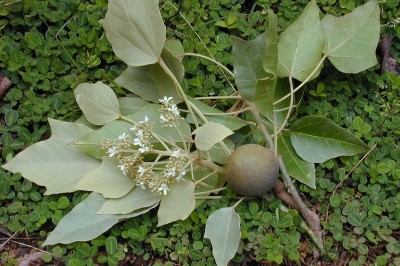 Cây dược liệu cây Lai - Aleurites moluccana (L) Willd